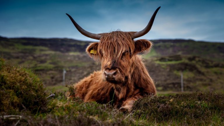 Highland, la vache au poil pour désherber en douceur